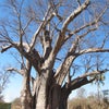 バオバブの木の画像