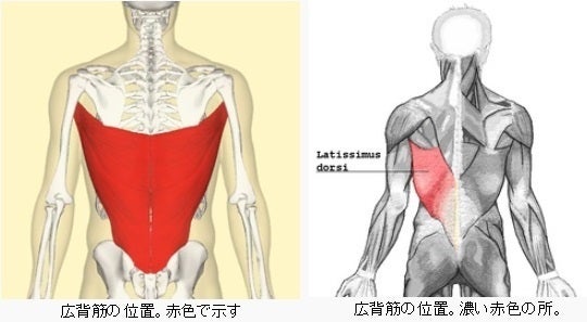 四回転ジャンプと広背筋 Il Nome Della Rosa