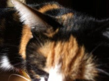 寿松木明日花オフィシャルブログ『じゃんぐるじむおにごっこ。』活動情報や家猫達の写真などほぼ毎日更新中☆