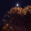 梅と月の画像