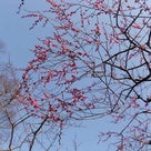●【京都】北野天満宮：梅花祭2月25日2013年の記事より