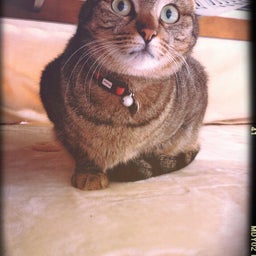 猫とお花の似合う家-2013-03-03-11-57-11_deco.jpg