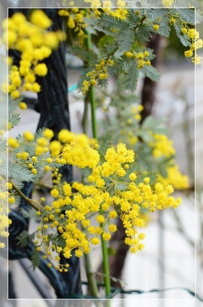 ミモザの苗 植えました 千葉市 プロフィール撮影 記念撮影 出張撮影 フォトスタイリング教室 ミモザの苗 植えました 千葉市 プロフィール撮影 記念撮影 出張撮影 フォトスタイリング教室