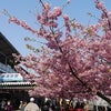 河津桜祭り＠三浦海岸の画像
