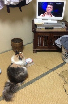 美猫ちゃんブログ-亀田大毅　画像