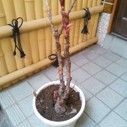 家庭教師のえーるのブログ-牡丹の芽？１