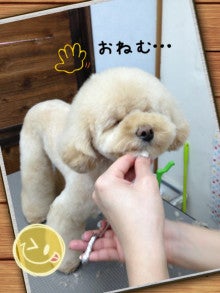 犬の美容室　h pure～トリミングサロン～-image.jpeg