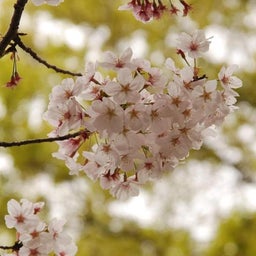 ☆o○*サ～ラ*o○☆ﾟの写真日記