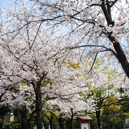 ☆o○*サ～ラ*o○☆ﾟの写真日記