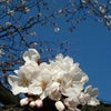 桜、咲く。の画像