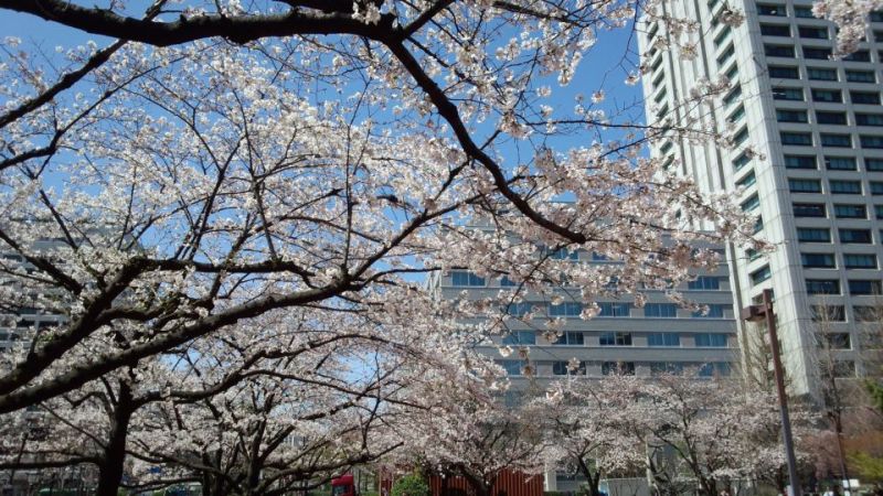 桜の記事画像