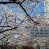 桜の画像