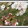 桜開花。の画像