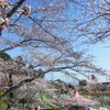 今日の桜の画像
