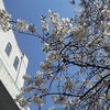 東京の桜はの画像