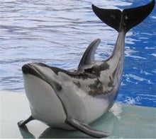 人気のイルカがジャンプ失敗で死ぬ 名古屋港水族館 幸光ママjunが伝えたい事