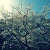 桜の画像