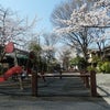 お花見　千鳥ヶ淵の画像