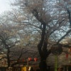 今年の桜の模様《渋谷・中目黒》の画像