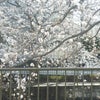 ☆桜見物☆の画像