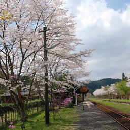 ☆o○*サ～ラ*o○☆ﾟの写真日記-107