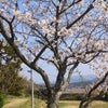 福田事務所の桜です。満開です。の画像