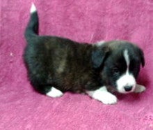 ウェルシュコーギーカーディガン ブリンドル ブリーダーの子犬販売 子犬のブリーダーによる子犬販売のブログ
