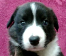 ウェルシュコーギーカーディガン ブリンドル ブリーダーの子犬販売 子犬のブリーダーによる子犬販売のブログ