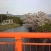 サクラと御神木の画像