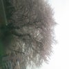 遠賀郡水巻の桜…の画像