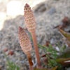 けさの庭　3/31　つくしの画像