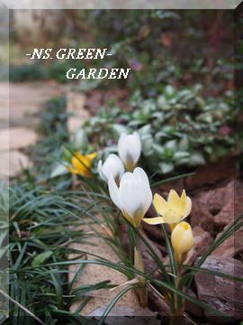 小さな花壇 クロッカスとビオラ Ns Green Garden