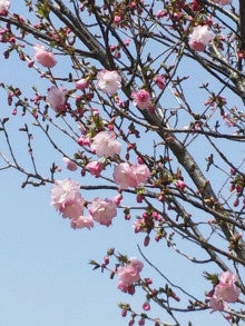 五月に或る人は言った。(仮)　-大阪城公園の桜4(八重桜)