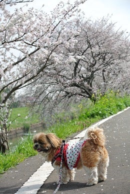 シーズー犬～カンマロ日記♪