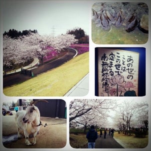 ∞Goat∞の画像
