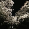 H25.3.30　夜桜の画像