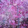 お花見の画像