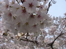 鴻巣の整体院ささき　整体よもやま話-桜の花３