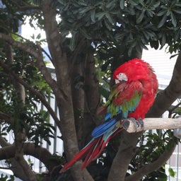 Ayame's☆Diary