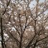 桜。の画像