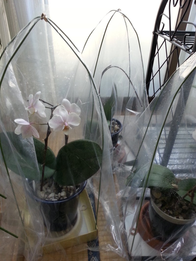 胡蝶蘭の簡易温室 作成 ばらももの香りにつつまれて