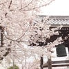 桜～新緑への画像
