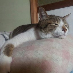 画像 春だ！ねこだ！健康診断だ！  TT の記事より 1つ目
