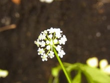 スープセロリの花 野菜の花のブログ