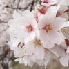桜が咲きました。の画像