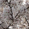 桜のさんぽ道の画像