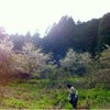 4月9日 加計の裏山の桜、山菜の様子などの画像