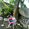タヒチ博物館の木　タヒチの植物　タヒチの木の画像