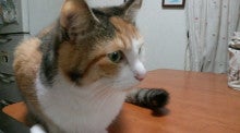 たんぽぽ猫の鼻先から-2013041020320001.jpg