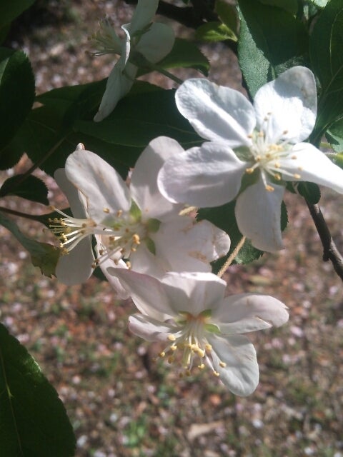 ヒメリンゴ 姫林檎 季節の花と花言葉 Kensan 0427さんのﾌﾞﾛｸﾞ